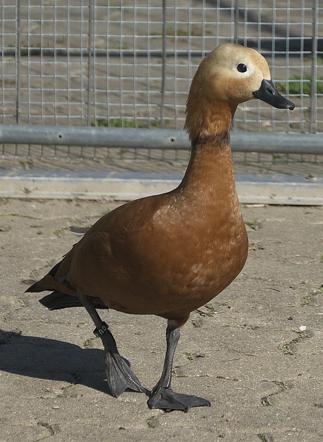 对其未来生