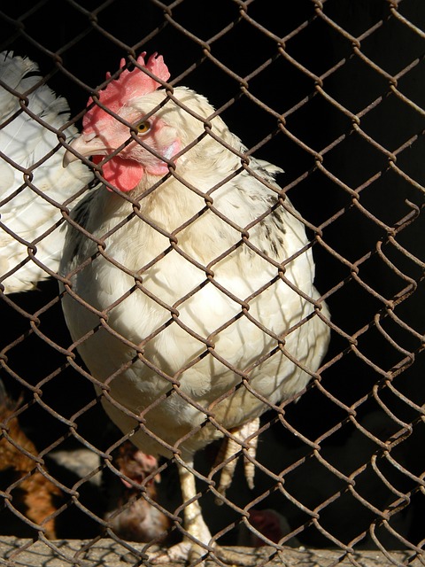 国队要提前 国队要提前